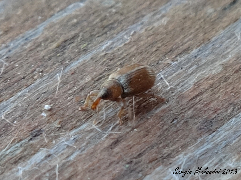 Curculionidae: Ellescus scanicus